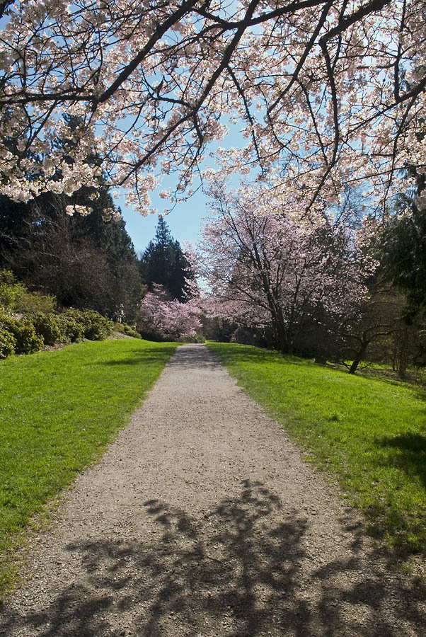 Arboretum in the Spring