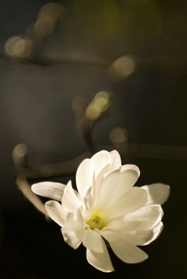 Magnolia in the Sun