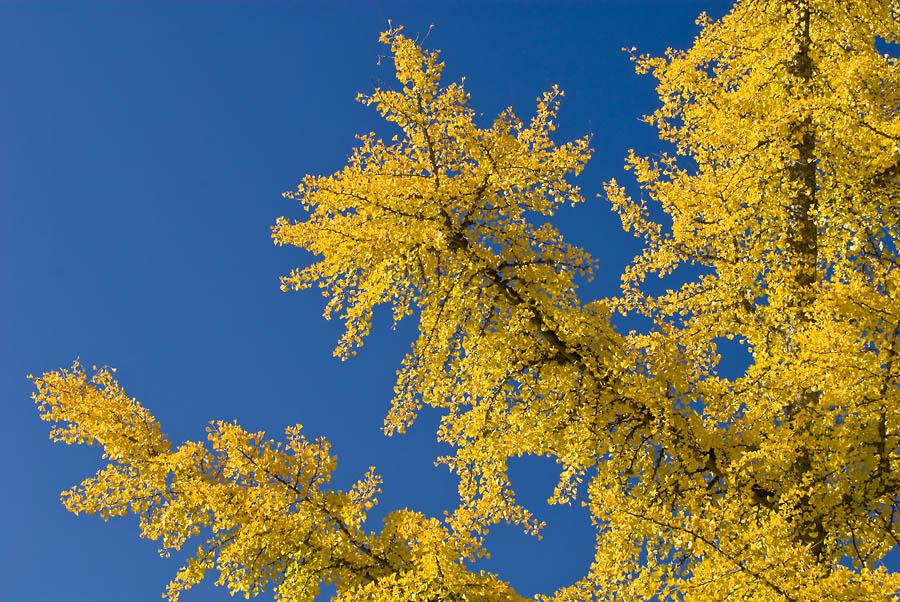 Ginko Leaves