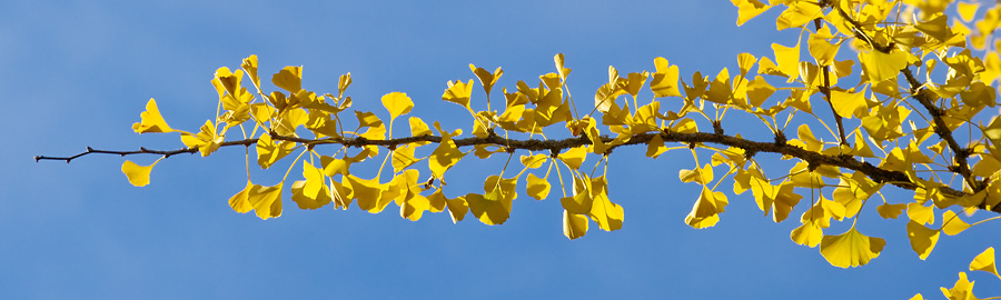 Ginko Branch