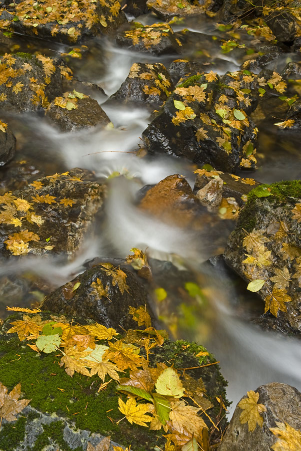 Autumn Stream