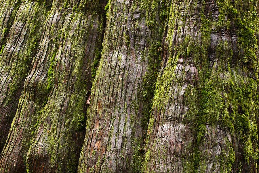 Tree Bark