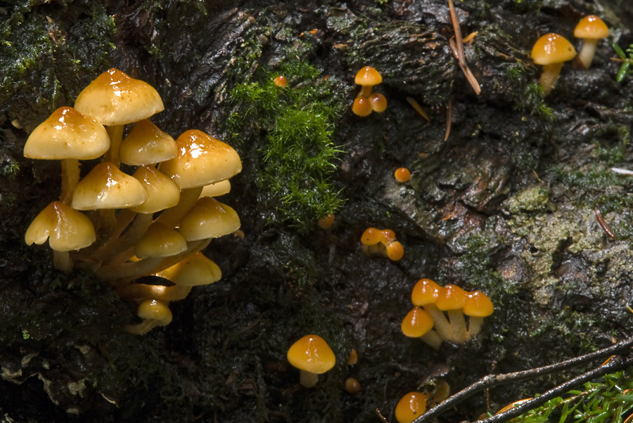 Mushrooms in the Rain