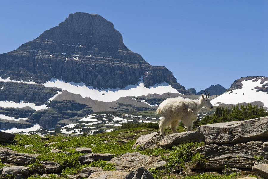 Mountain Goat in Glacier