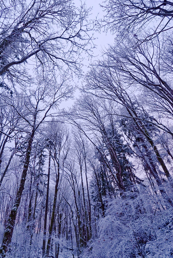 Winter Snow