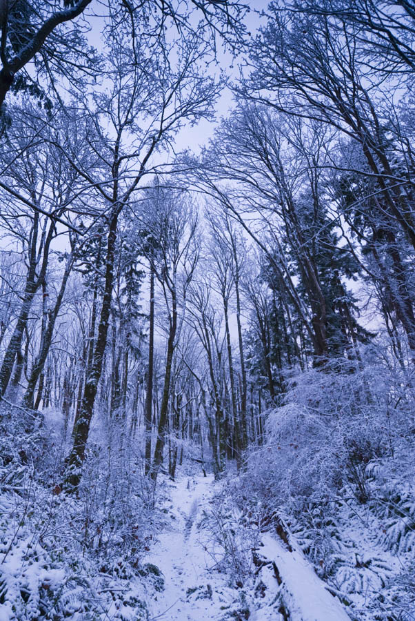 Freshly Fallen Snow