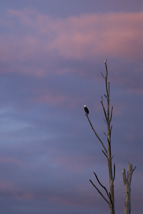 An Eagle on Watch