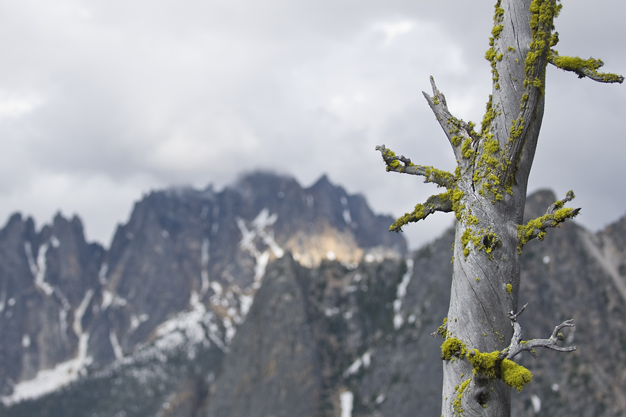 Moss on Tree in the North Cascades
