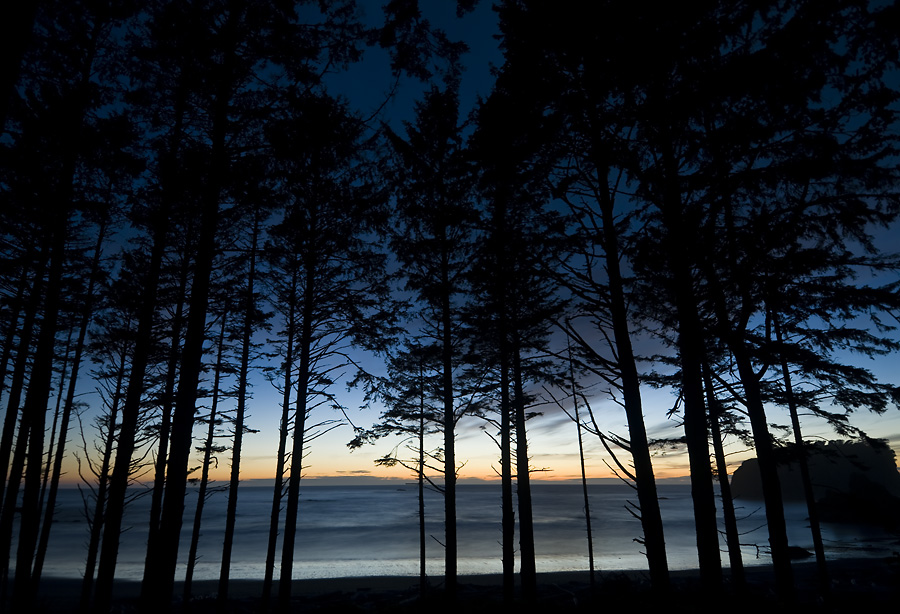 Coastline Trees