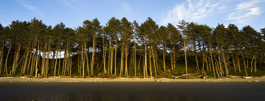 The Trees of the Coast