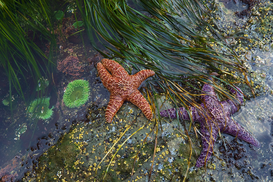 The World of Tide Pools