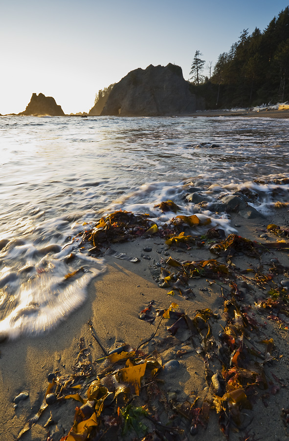 The Seaweed and Waves