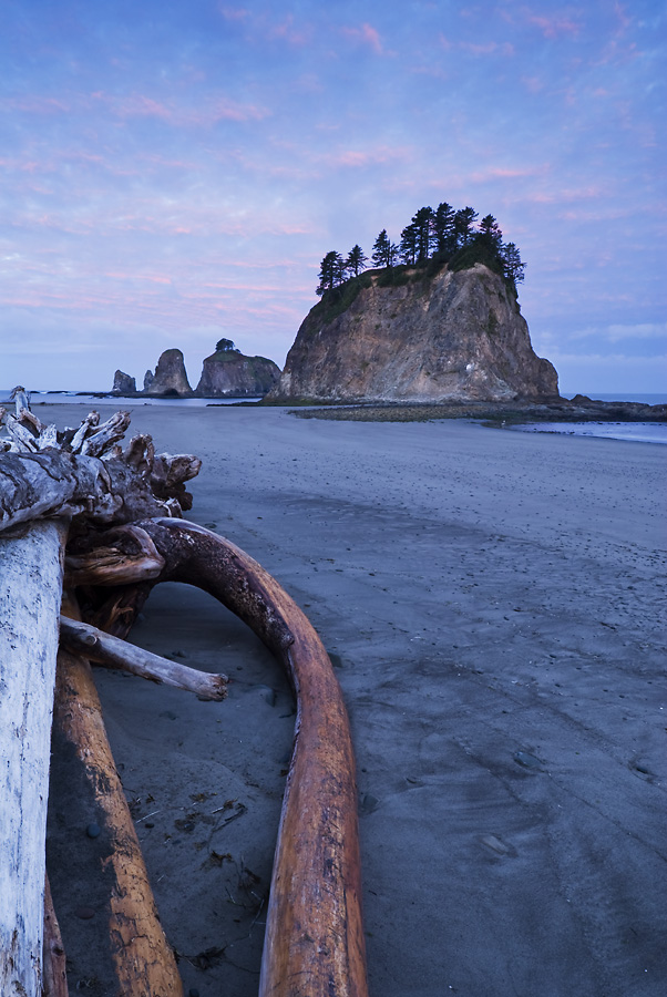 Driftwood Sunrise