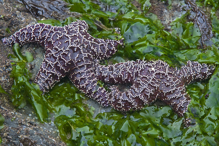 Sea Stars in Sea Weed