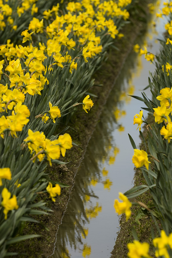 Daffodil Reflection