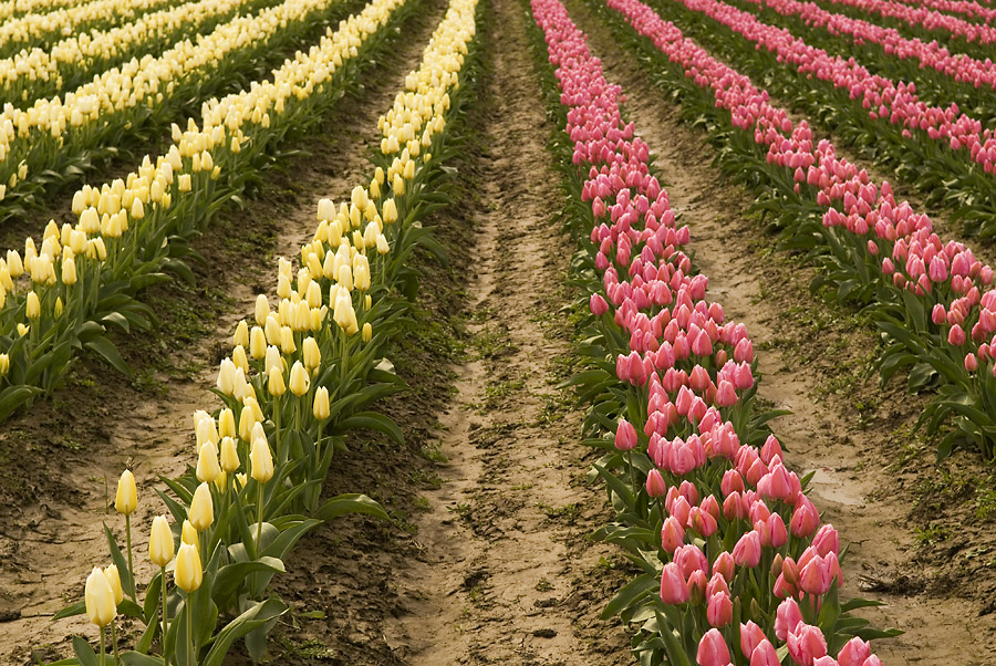 Tulip Field