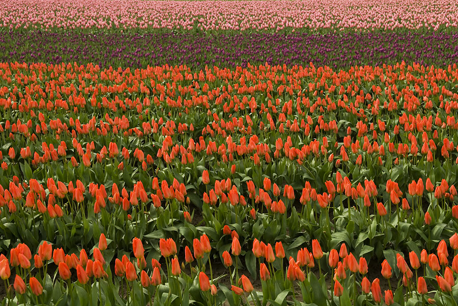 Tulip Fields