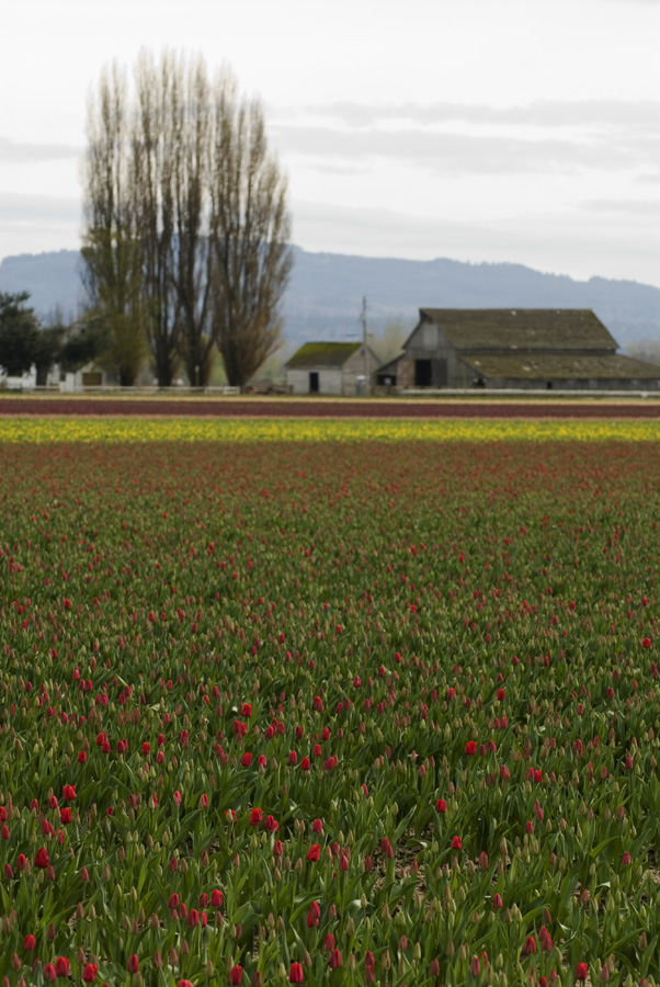 The Tulip Fields
