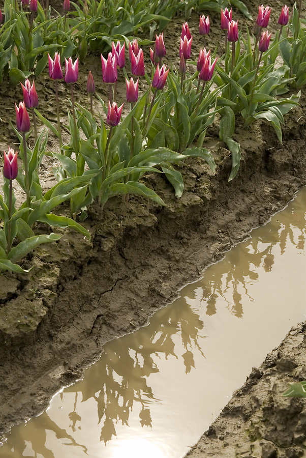 Tulip Reflection