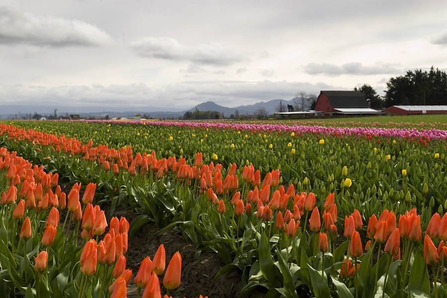 Tulips in Skagit Valley