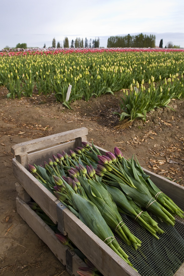 Cut Tulips