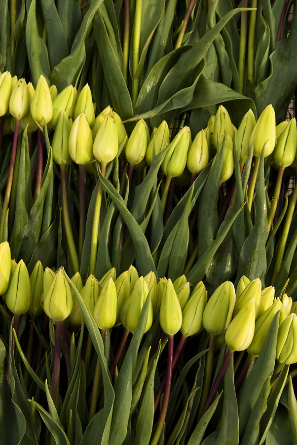 Cut Tulips