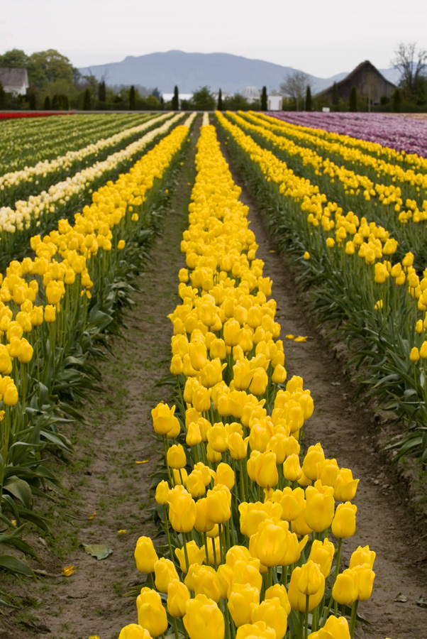 The Colors of Tulips