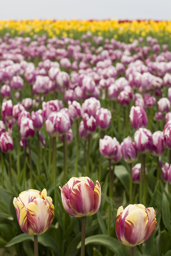 The Tulip Fields