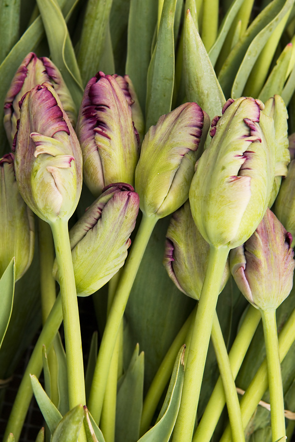 Cut Tulips