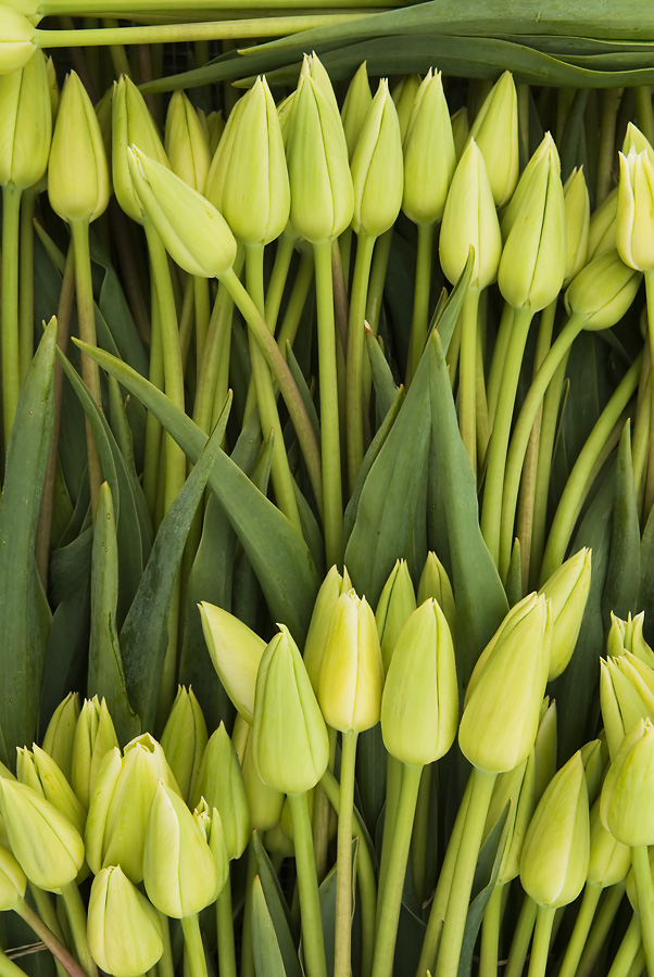 Tulip Basket