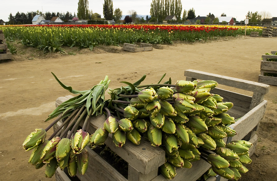 The Tulip Harvest