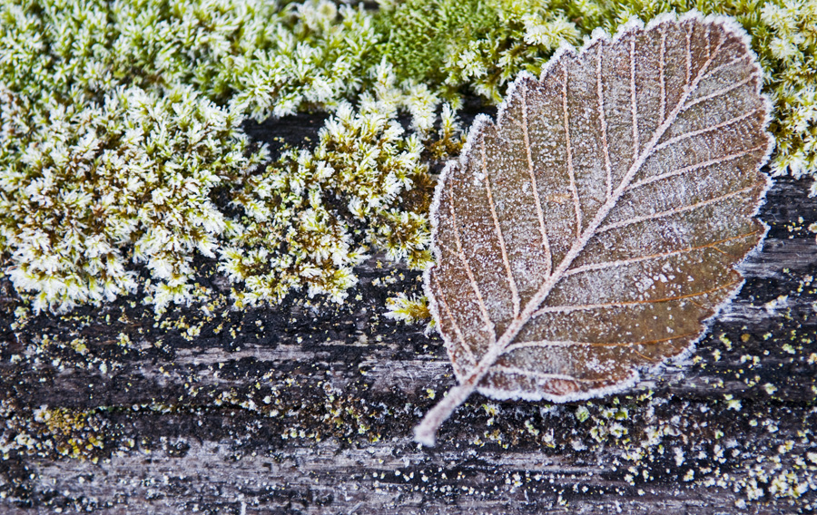 Frosted Leaf