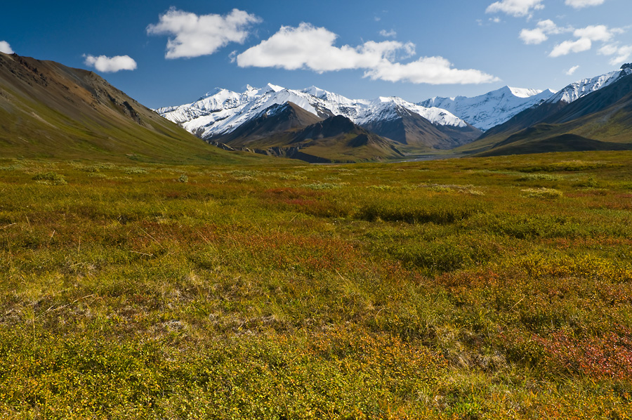 Autumn Comes to Denali