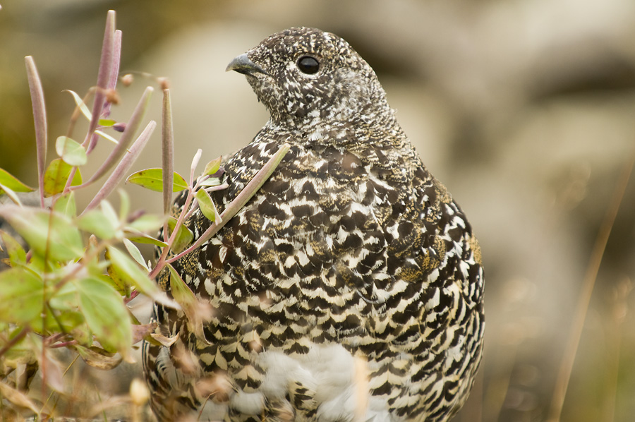 Willow Ptarmigan