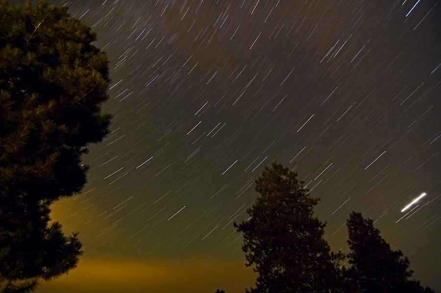 Stars and Ponderosa Pines