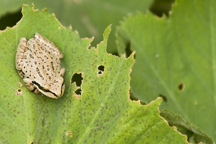 Frog on a Leaf