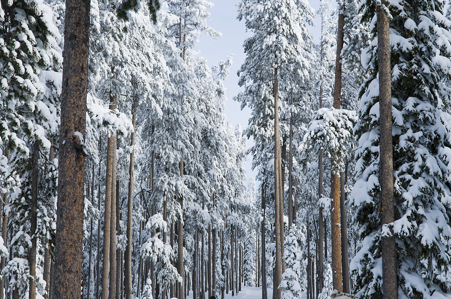 Snowy Trees