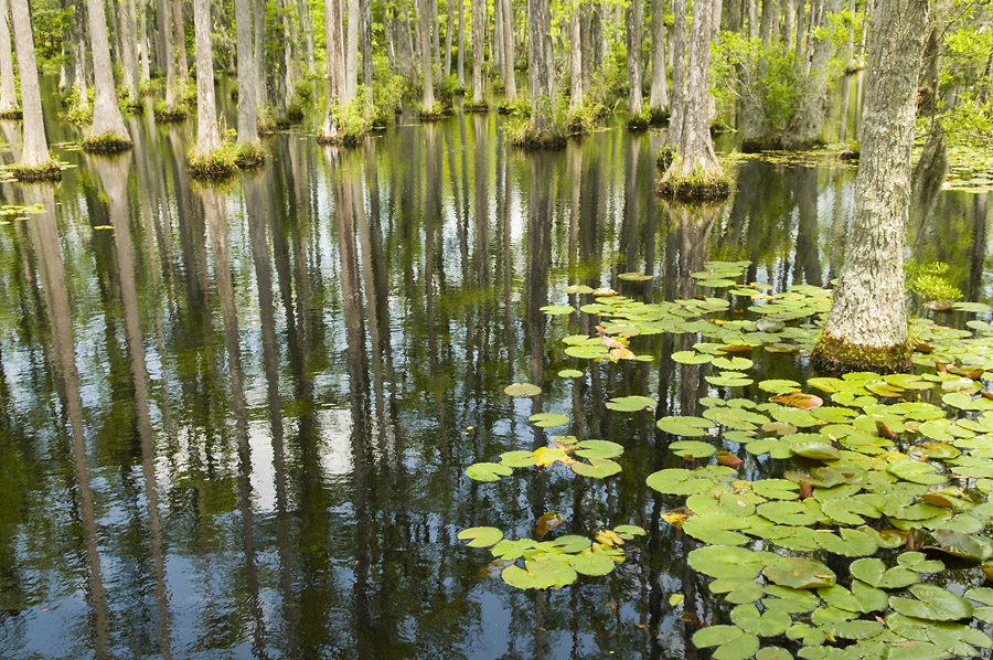 Swamp Land