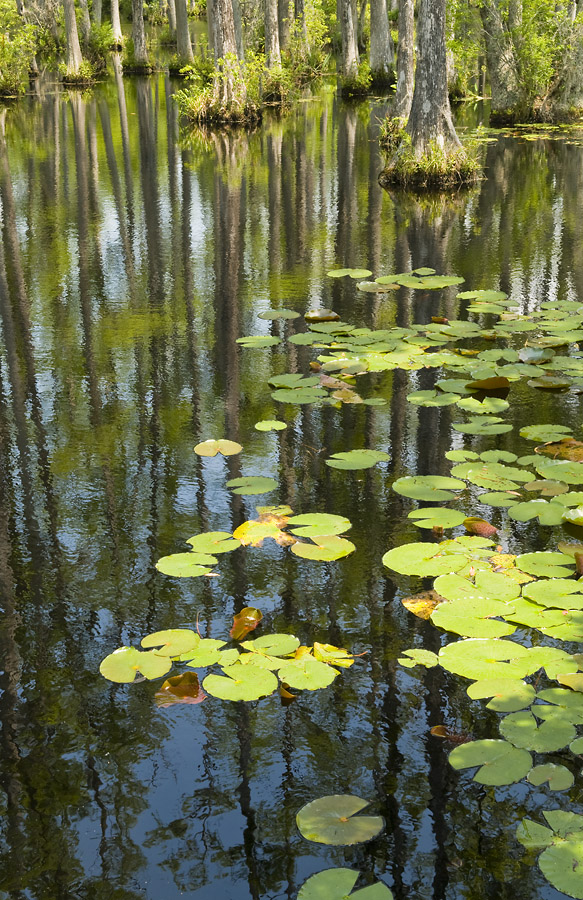 Swamp Reflection
