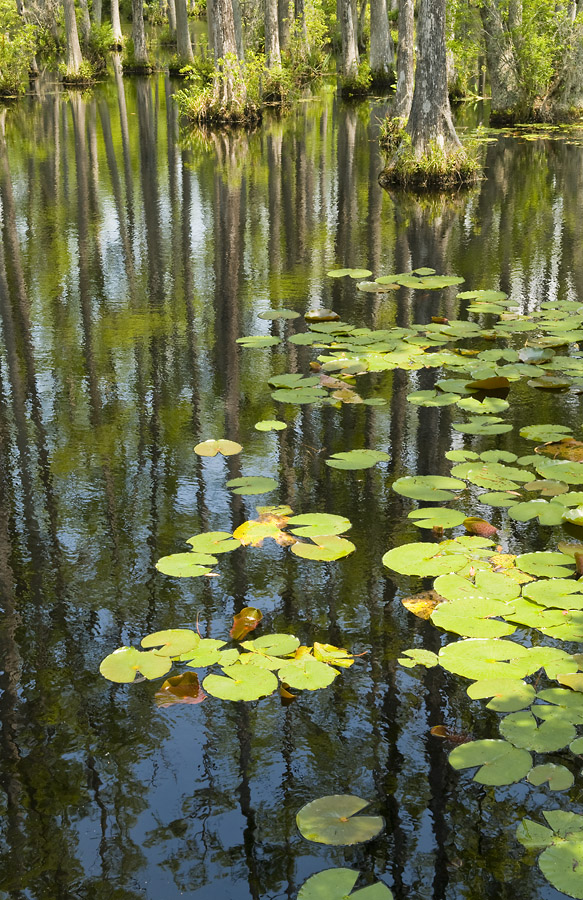 Swamp Reflection