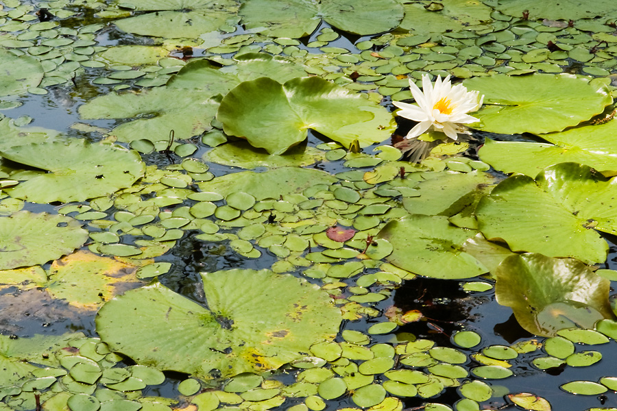 Lily Pads and Flower