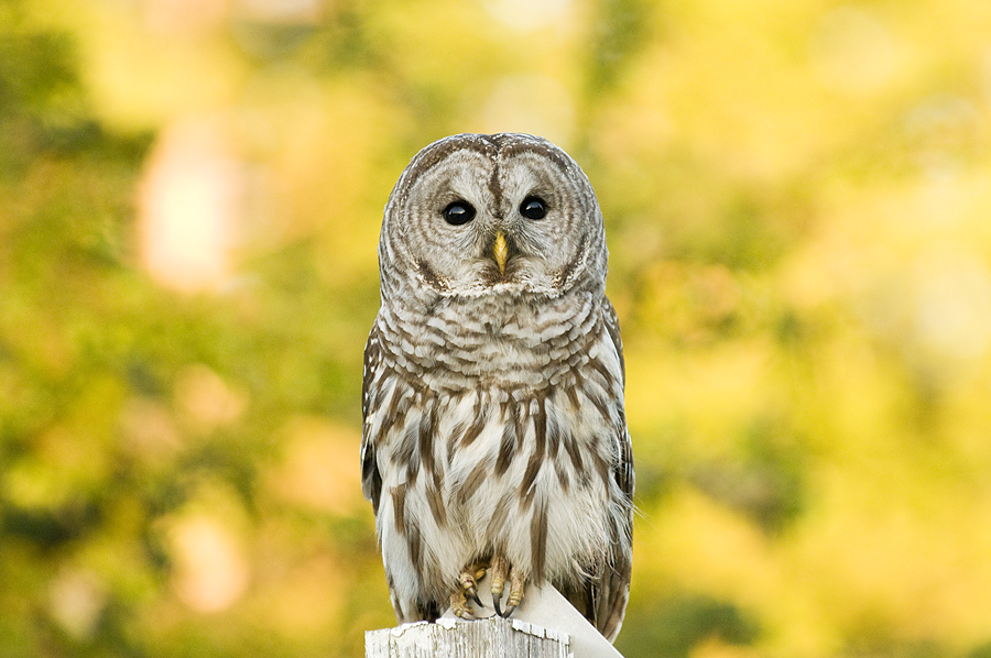 Owl