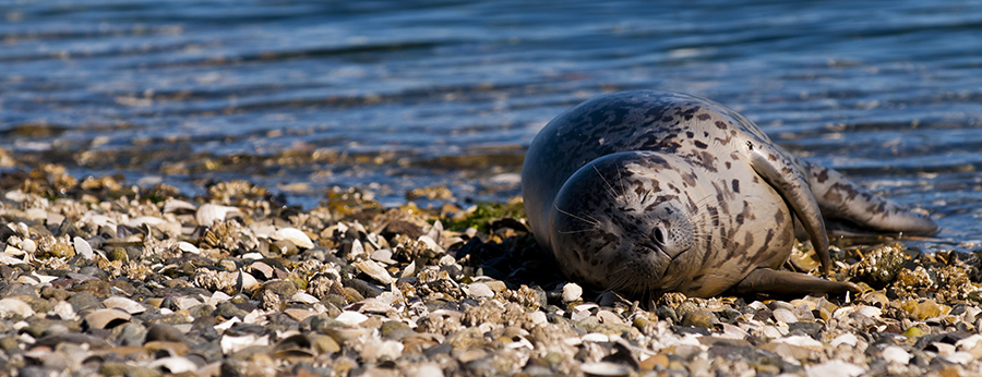 Napping Harbor Seal