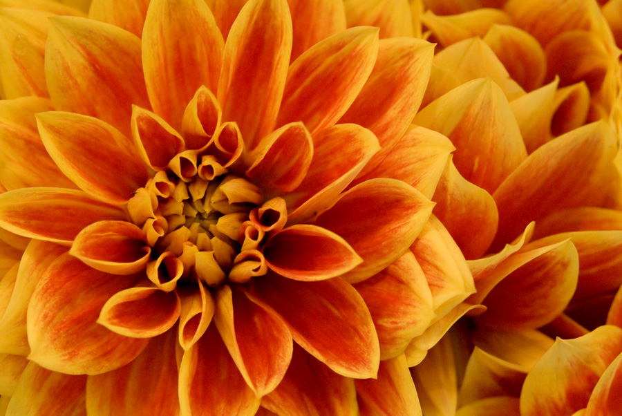 Golden Dahlia