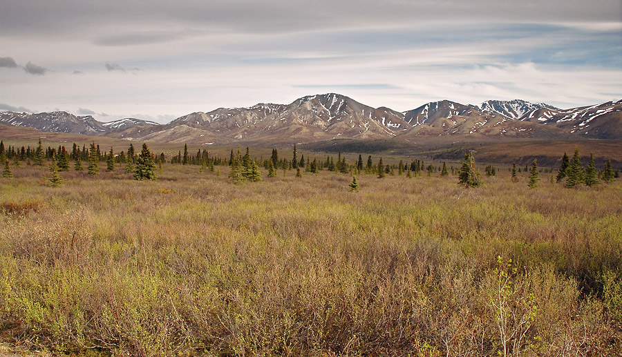 Timeless Denali Day