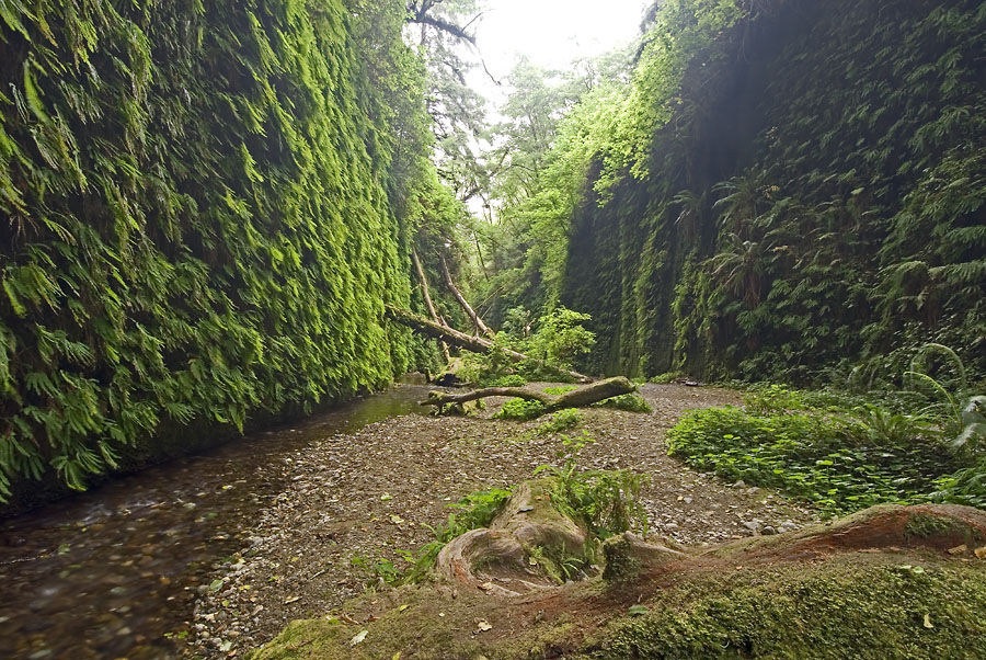 Fern Canyon