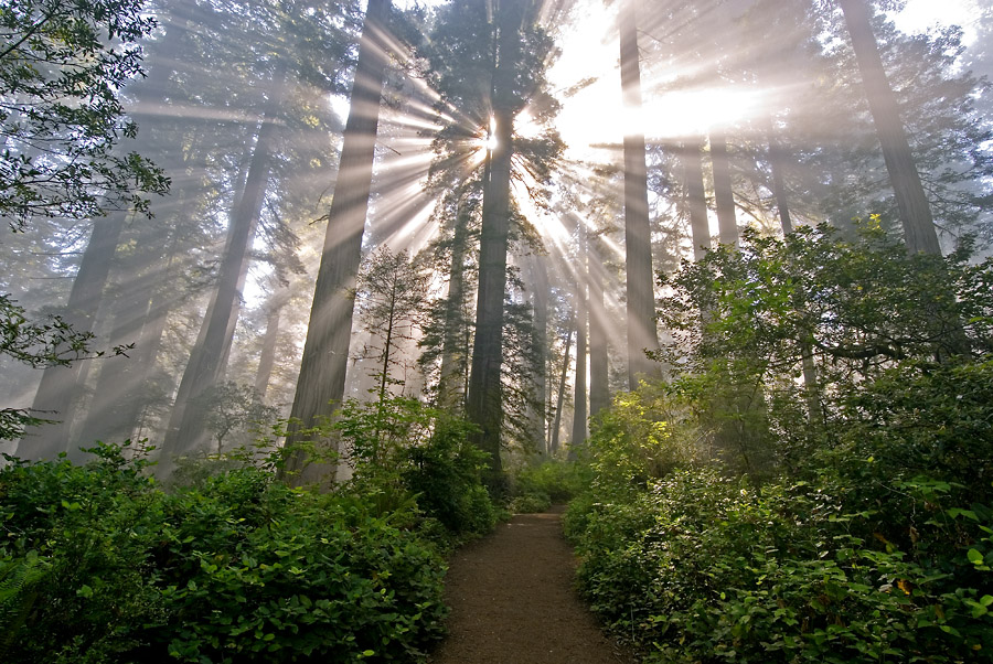 Lady Bird Johnson Fog