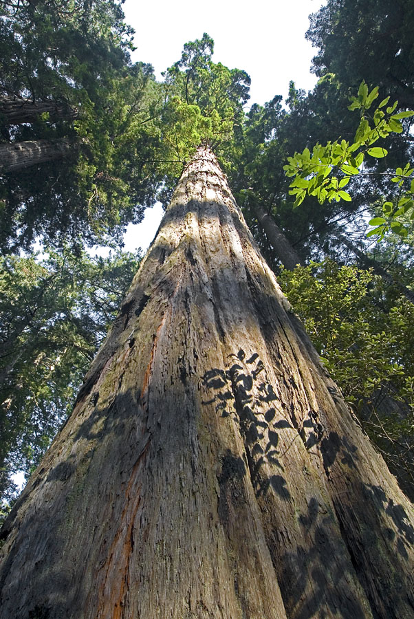 A Redwood from the Ground Up