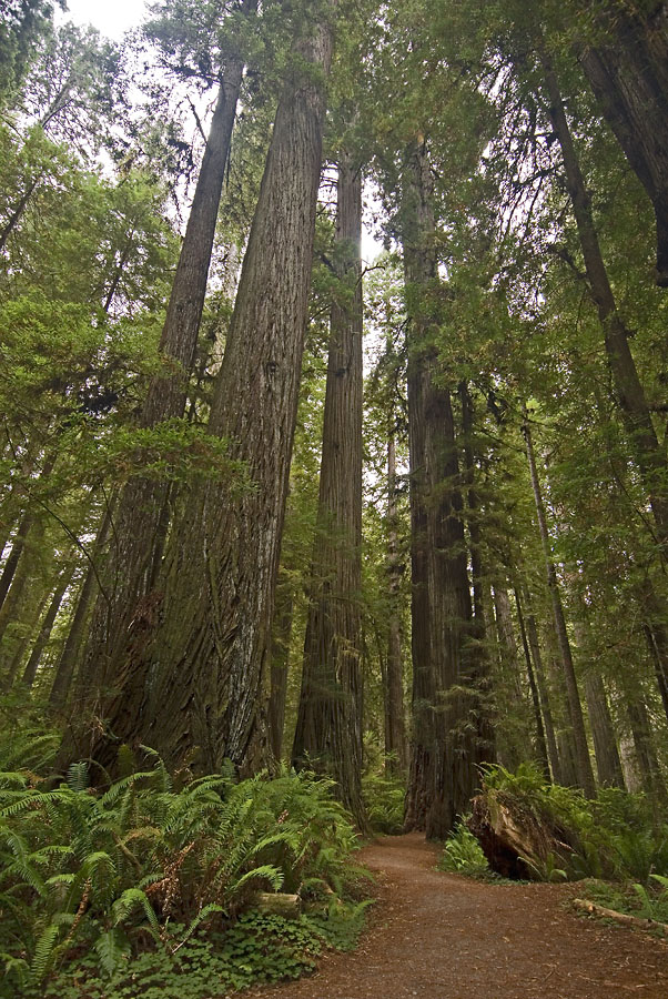 A Path Through the Redwoods